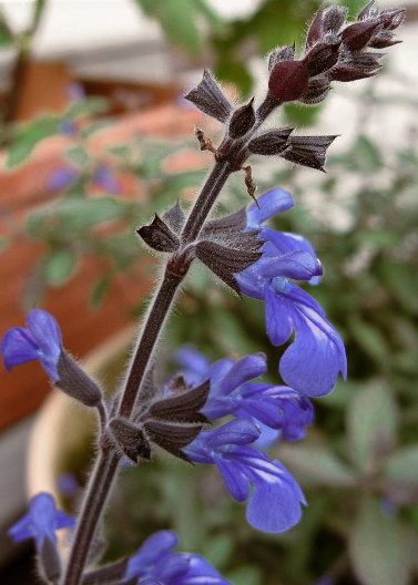 Salvia 'Bicolor'