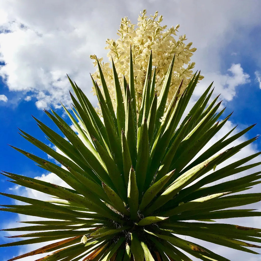 Yucca 'Faxon'
