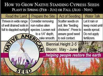 Standing Cypress - Seed Packet