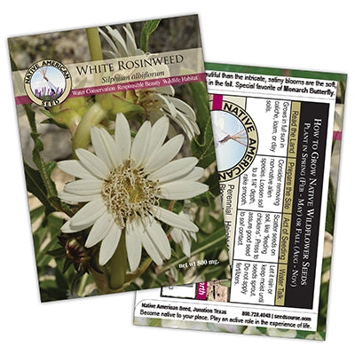 White Rosinweed Seed Packet