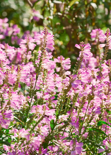 Fall Obedient Plant