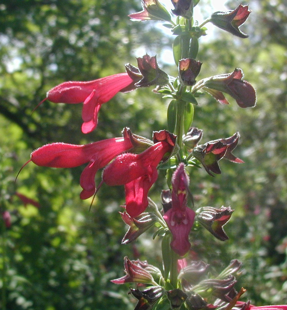 Salvia 'Big Red'