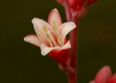 Hesperaloe 'Red Yucca'