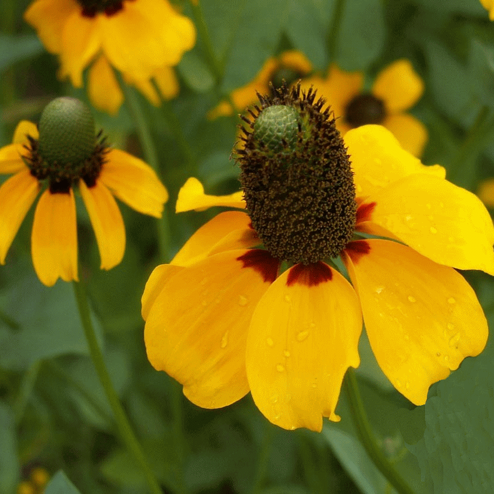 Coneflower 'Clasping'