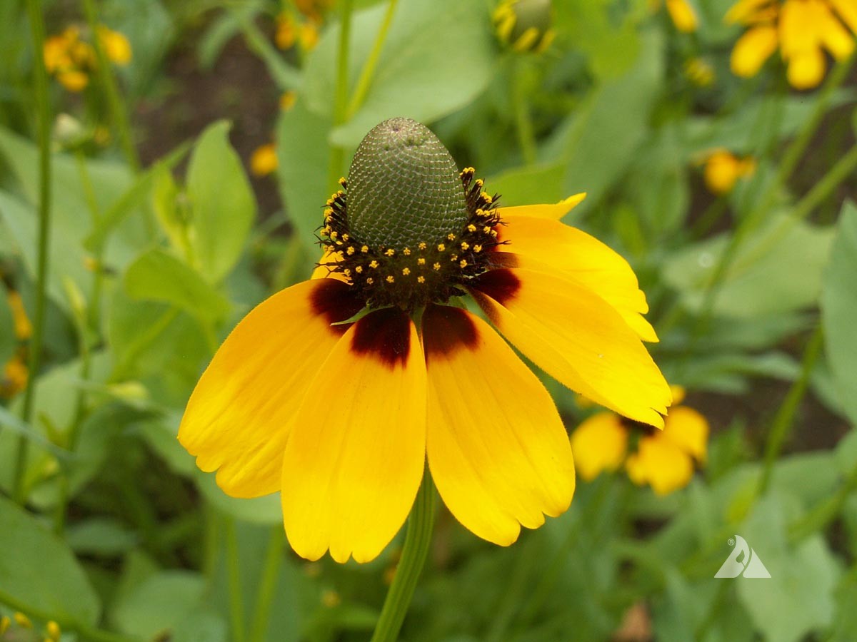 Coneflower 'Clasping'
