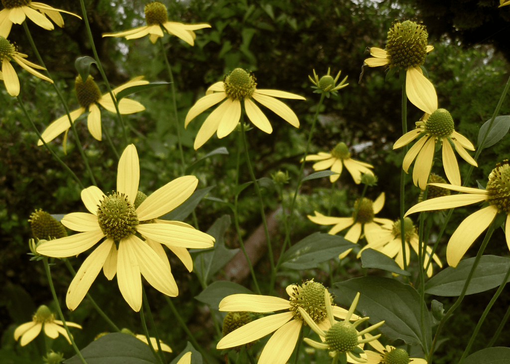 Coneflower 'Cutleaf'