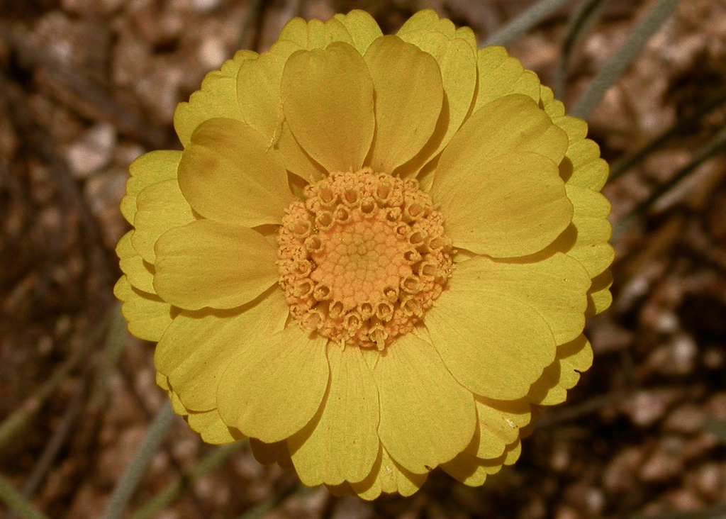 Showy Desert Marigold