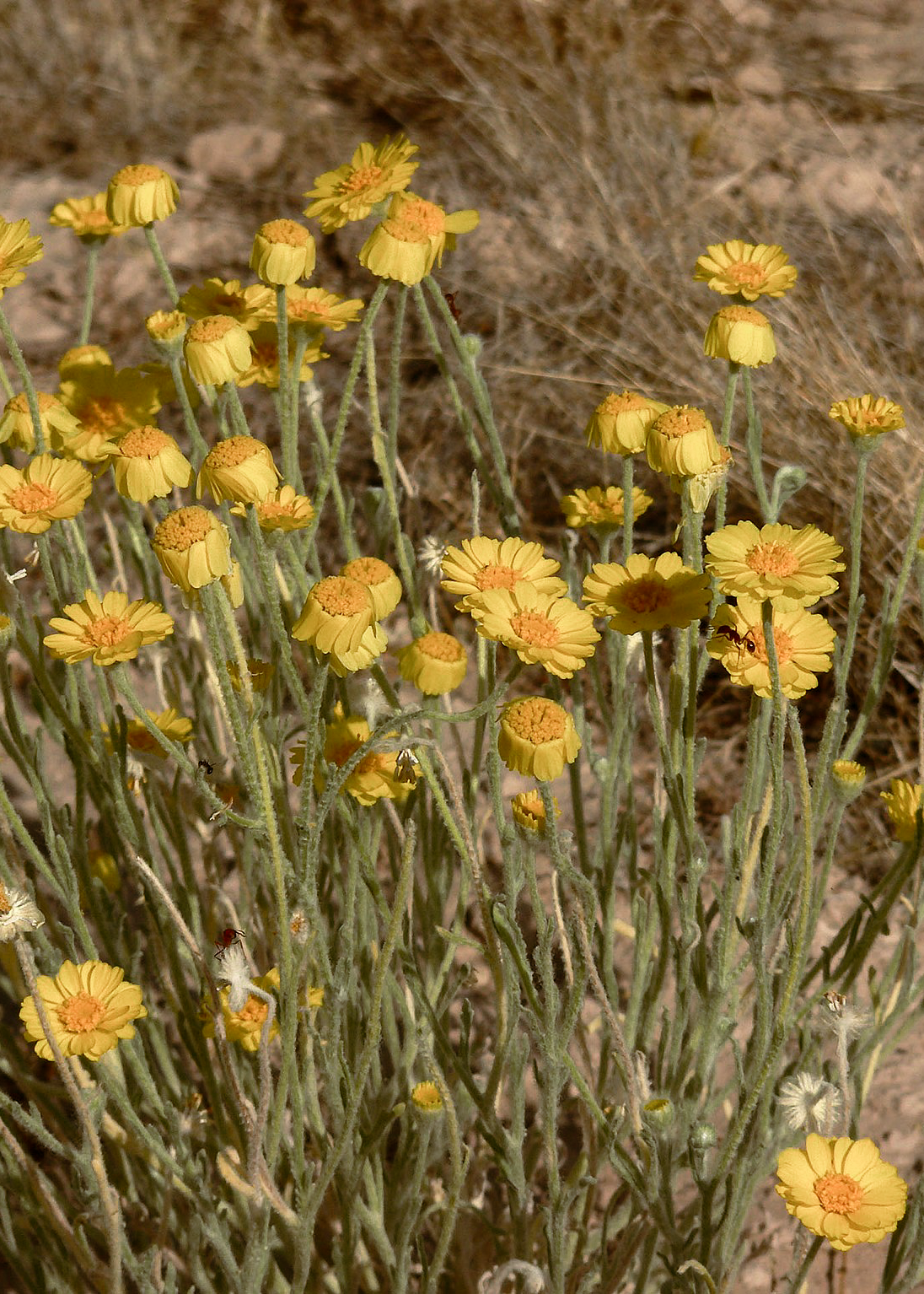 Showy Desert Marigold