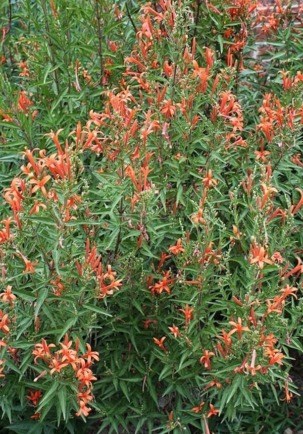 Flame Acanthus