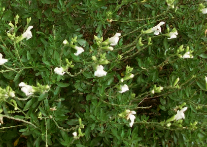 Salvia greggii 'White'