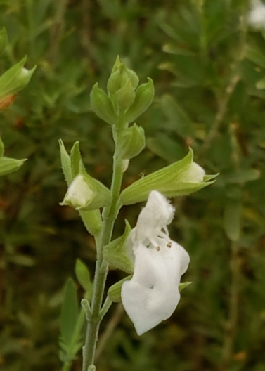 Salvia greggii 'White'