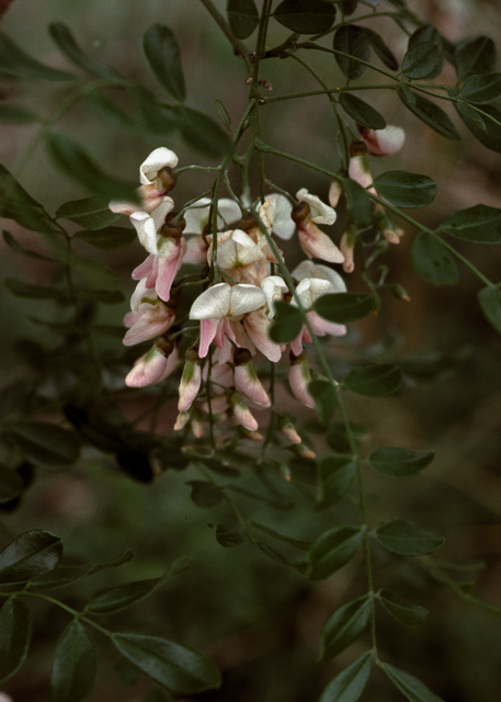 Eves Necklace (Styphnolobium affine) — All Plants Considered Botanical Blog  and Plant Exploration