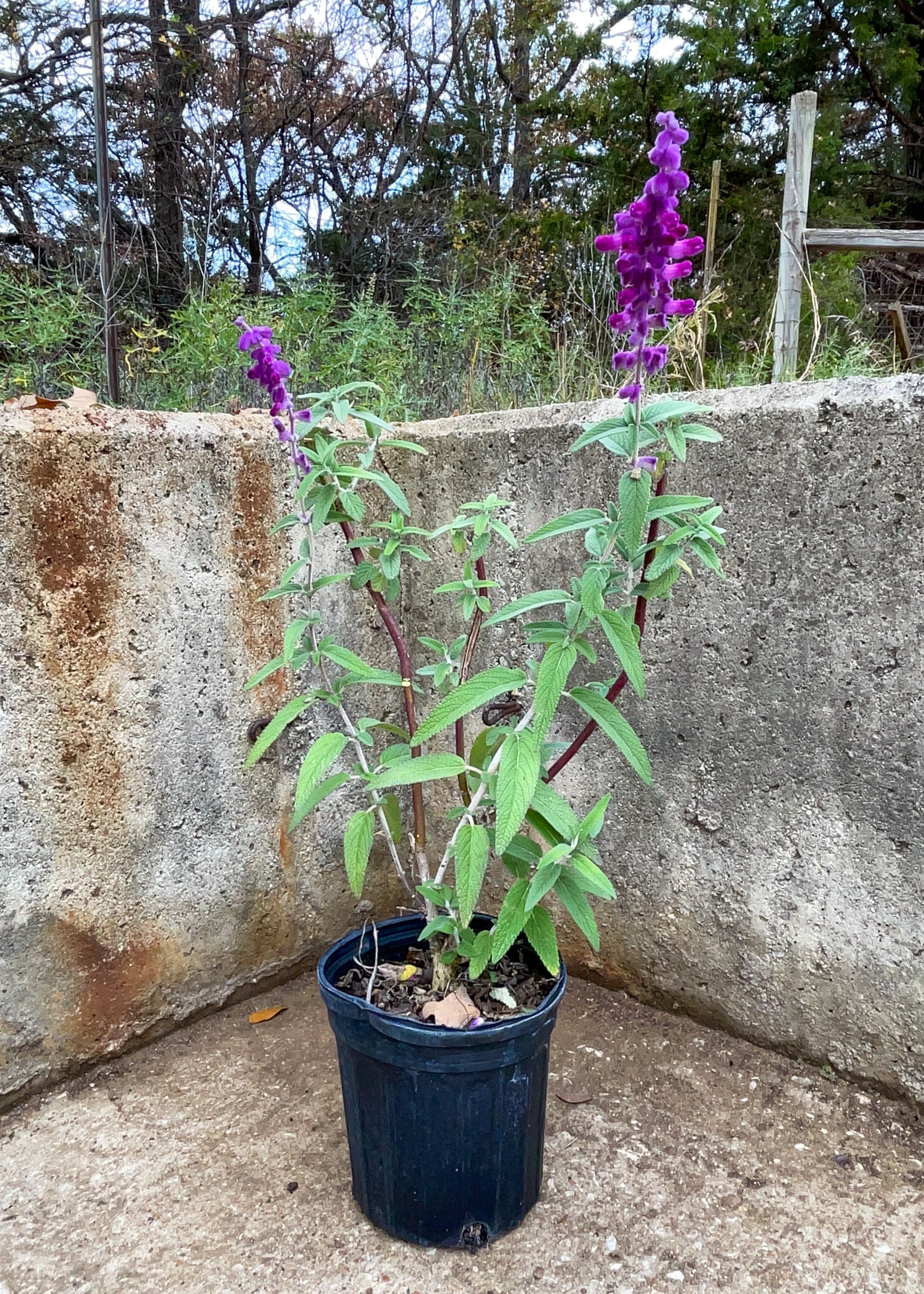 Salvia 'Mexican Bush'