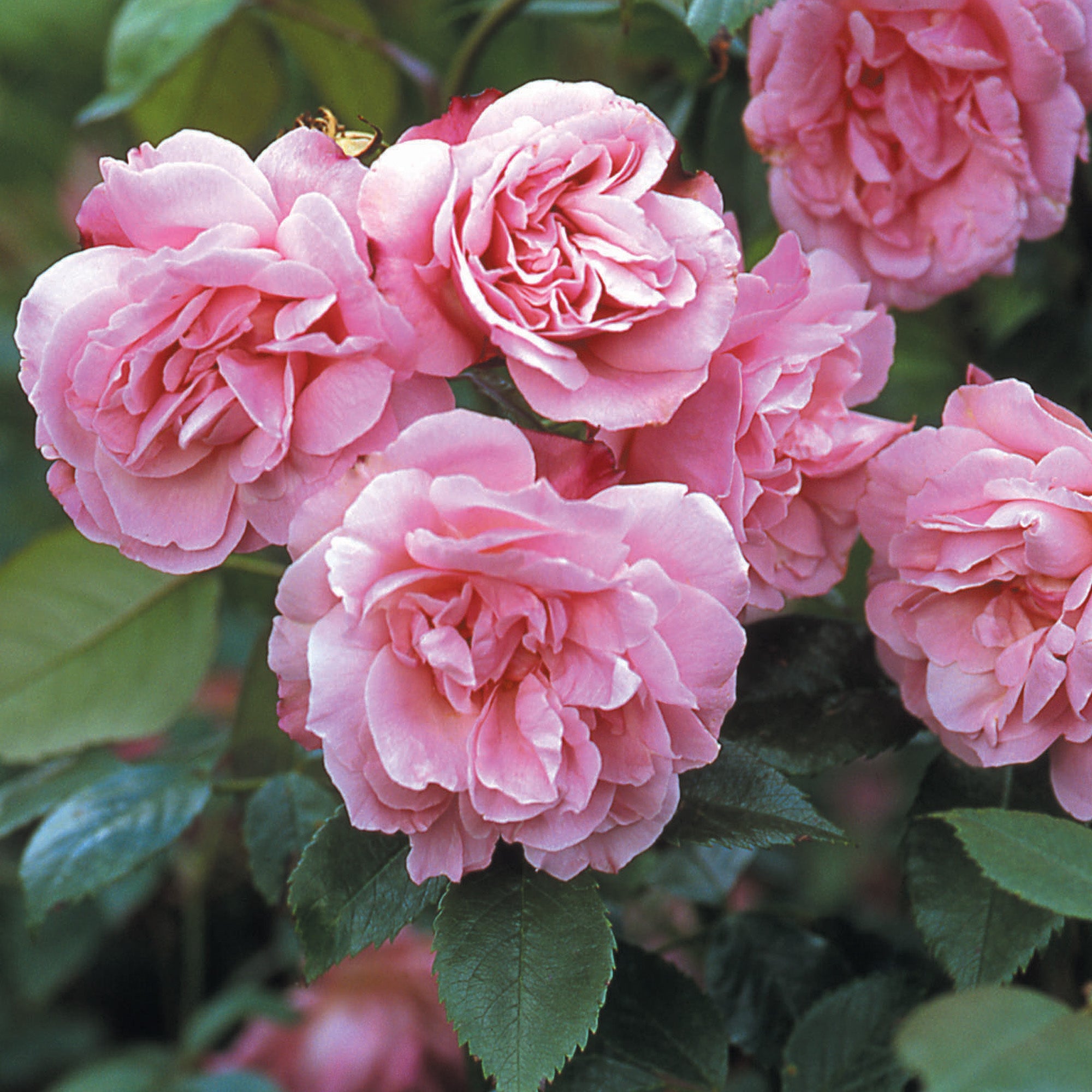 Rose 'Old Blush'