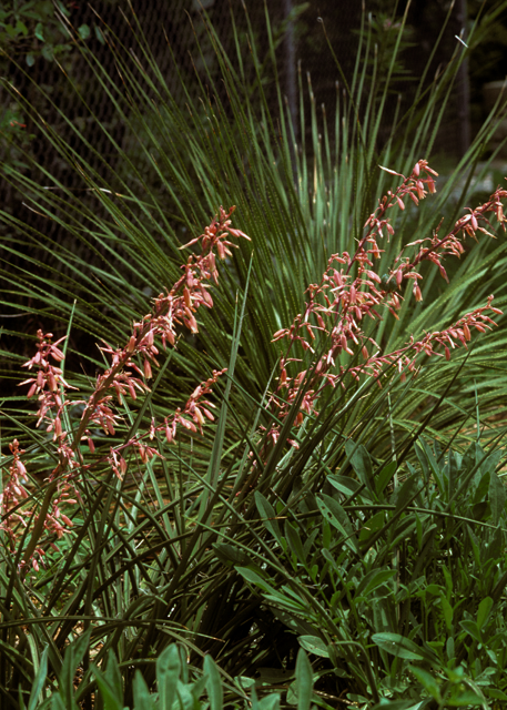 Hesperaloe 'Red Yucca'