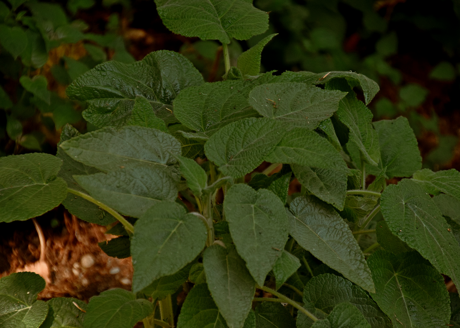 Salvia 'Forsythia'