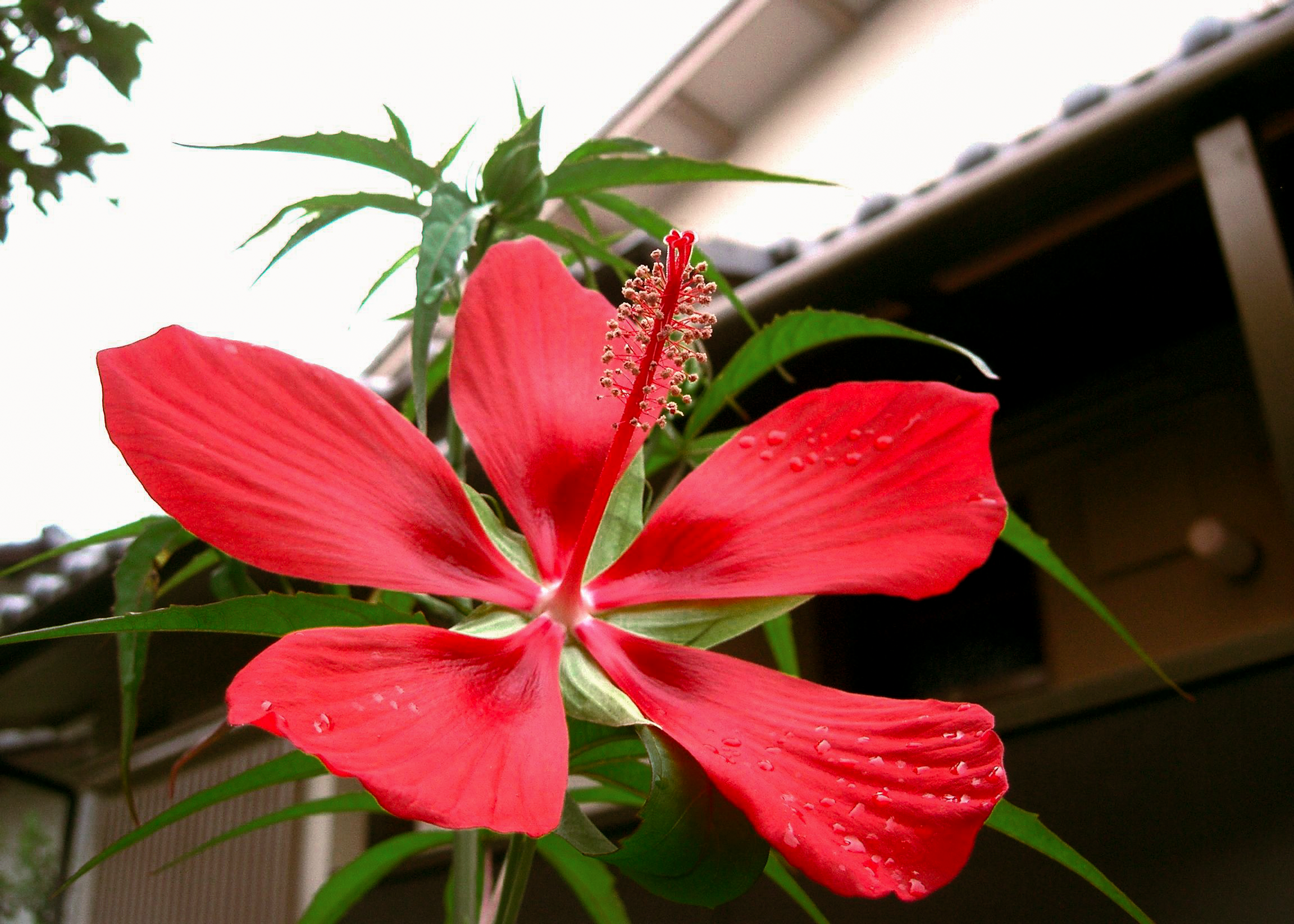 Texas Star Hibiscus - Red