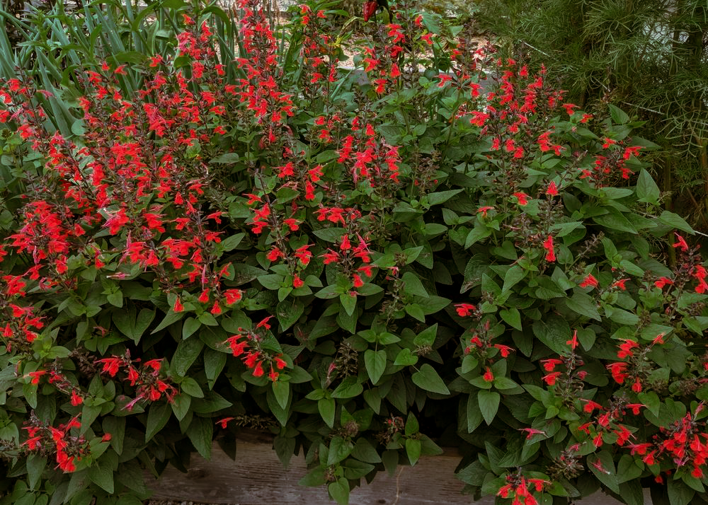Salvia 'Tropical Red'