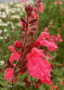 Salvia greggii 'Lipstick'