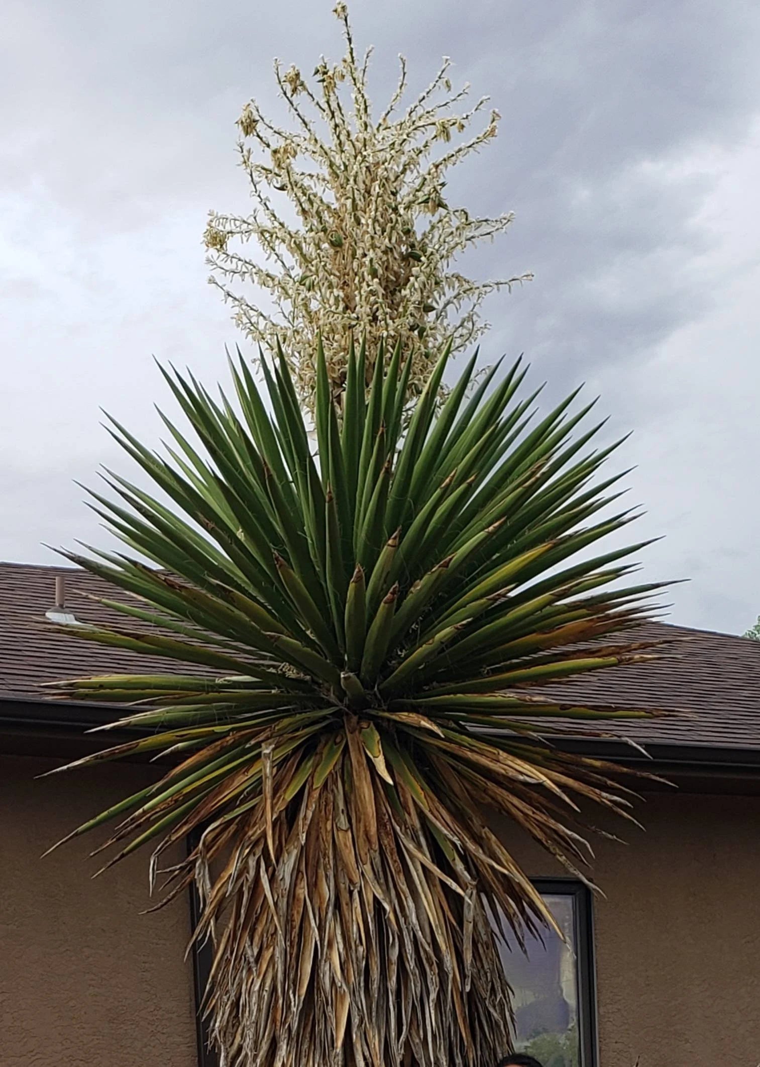 Yucca 'Faxon'