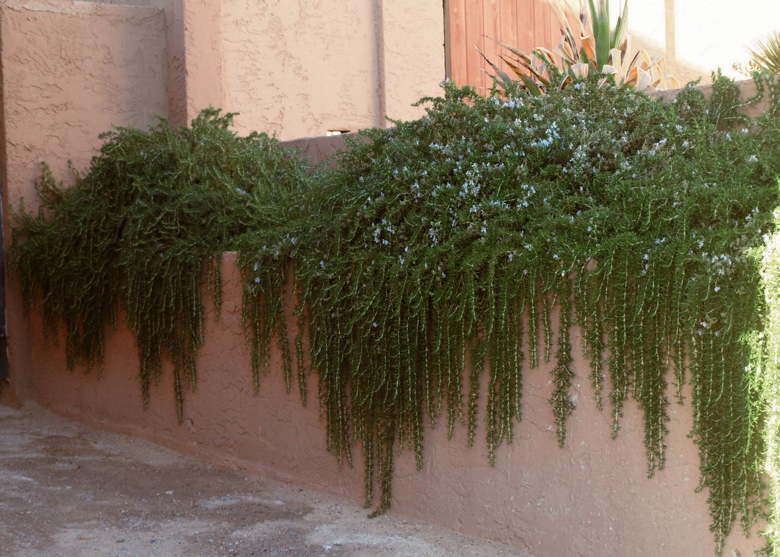 Rosemary 'Prostrate'