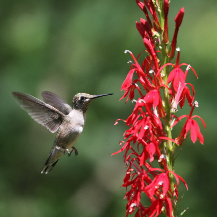 Hummers and Singer Mix
