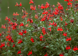 Salvia greggii 'Red'